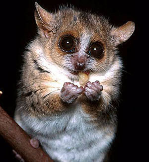 Madagascar gray mouse lemur