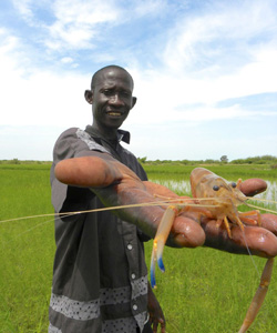 Researcher holds prawn