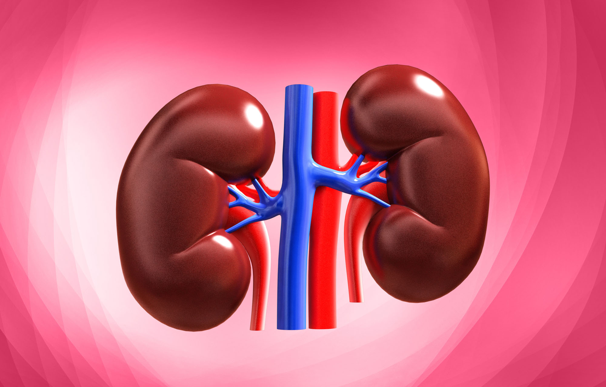 Adult kidneys constantly grow, remodel themselves, study finds | News  Center | Stanford Medicine