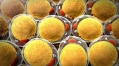 Hormone that controls maturation of fat cells discovered