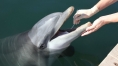 Dolphin mouths house ‘dark matter of the biological world’