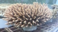 CRISPR used to genetically edit coral