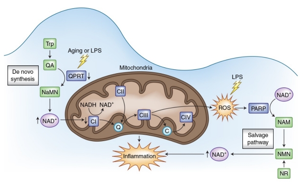 NAD-biosynthetic pathways regulate innate immunity