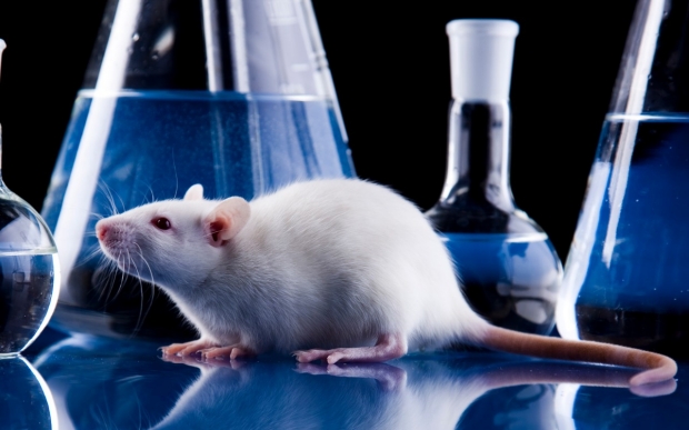 White mouse in a laboratory with beakers