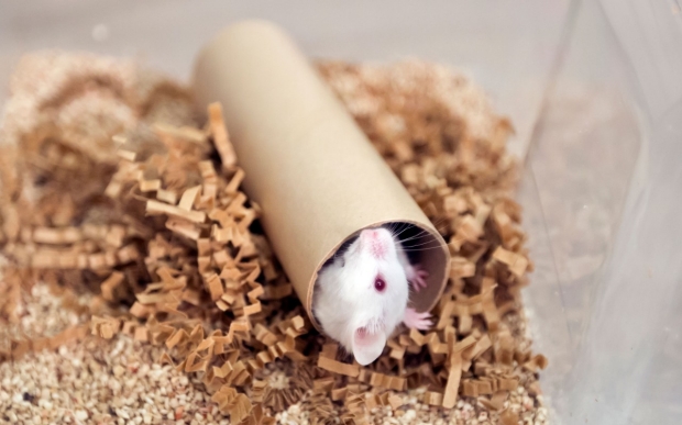 White mouse in a lab, playing in a cardboard tube
