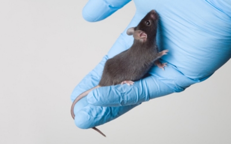 Why Animal Research? | Animal Research at Stanford | Stanford Medicine