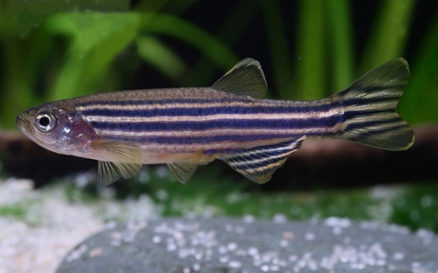 photo of a zebrafish