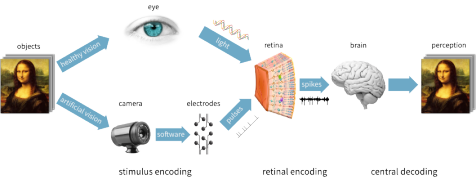 Research, Stanford Artificial Retina Project