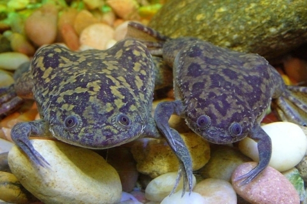 two xenopus