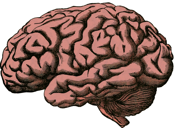 brain drawing
