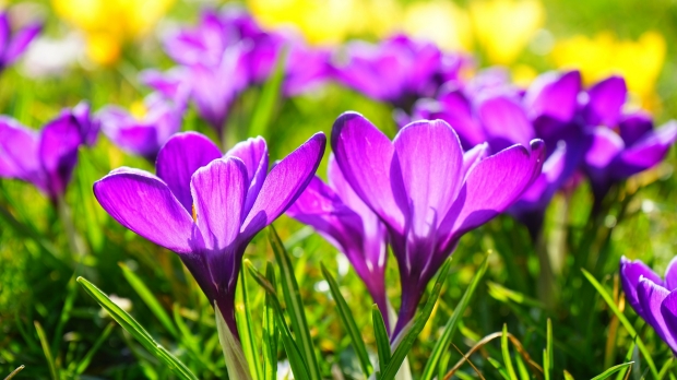 flower_purple