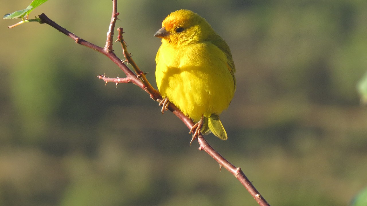 Canary on a branch