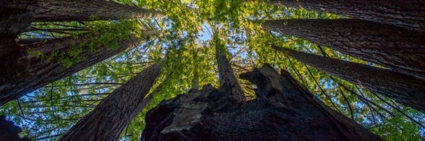 Image of Redwoods. 