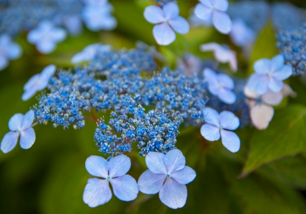 Image of blue hydrangeas.  