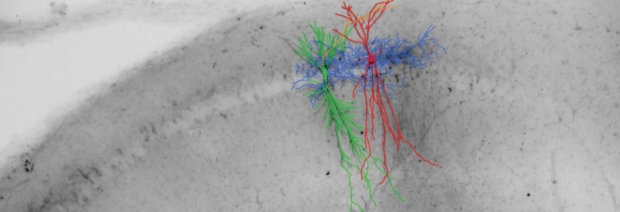 Section through a slice from the mouse hippocampus in which two neurons were patched, a basket cell interneuron (green)  whose axonal arbors were reconstructed (blue), and a pyramidal neuron for which only cell body and dendrites are reconstructred (red)
