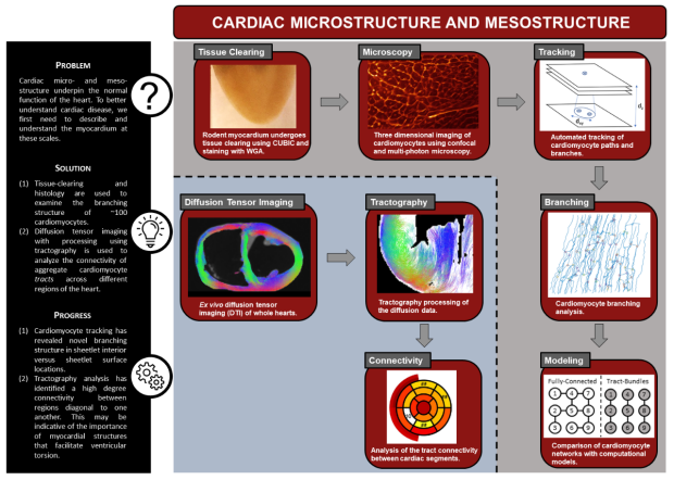 CMR_Microstructure