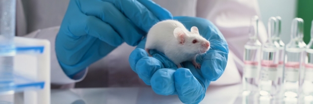 Blue-gloved hands holding white mouse