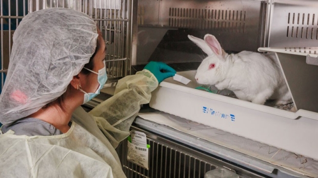 Researcher feeding a rabbit