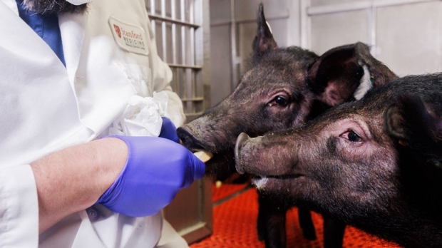 Researcher feeding pigs