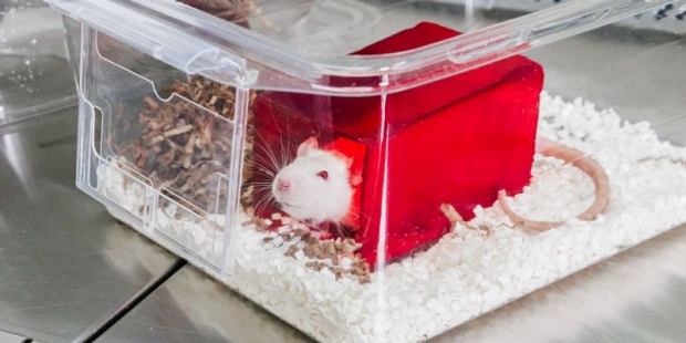 Rat in a enclosed compartment