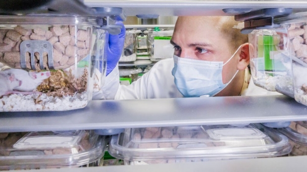 Researcher viewing rats 