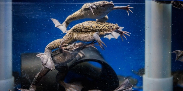 Frogs in a tank
