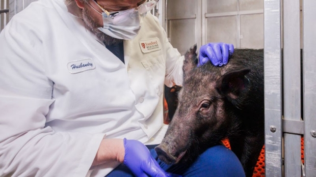 Researcher feeding a pig