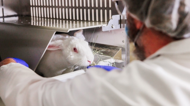 Researcher feeding a rabbit