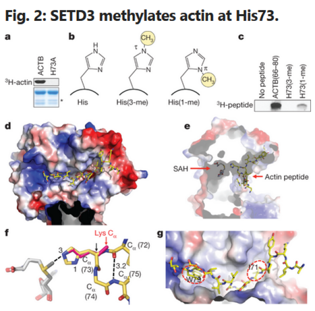 Fig 2: SETD# methylates actin at His73