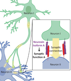 synapses synapse neurexin researchers helps synaptic neurons autismo neuroscience treutlein structures