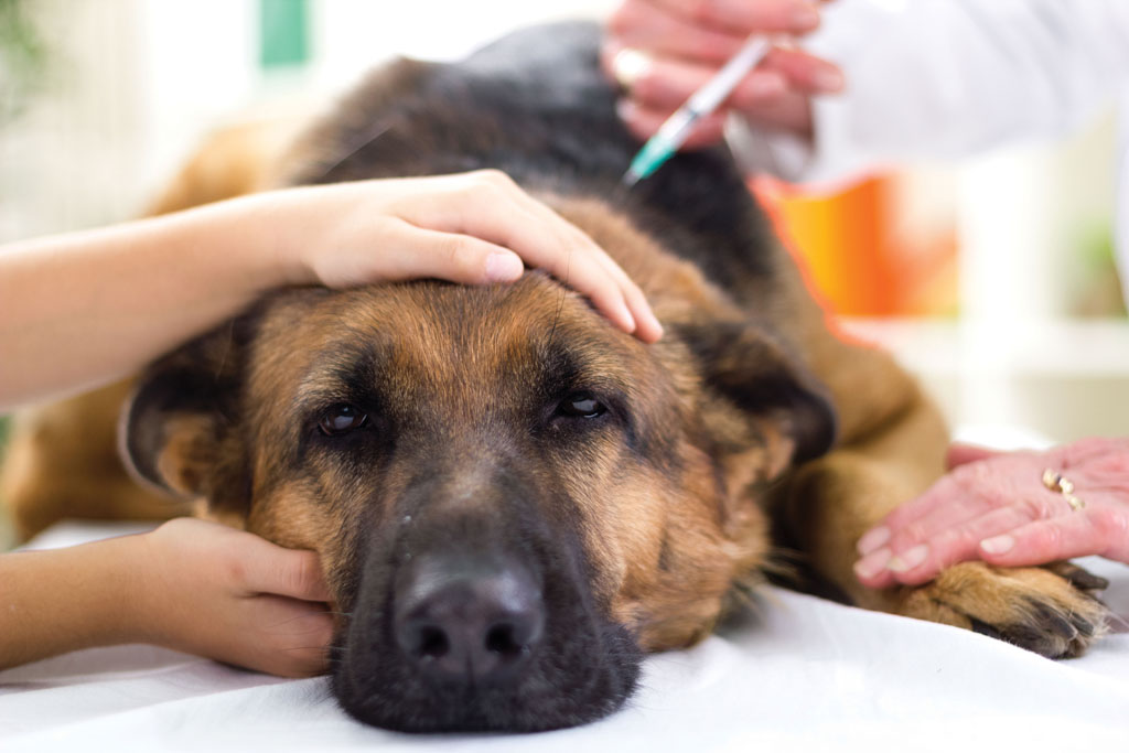 New immunotherapy possible for canine cancer