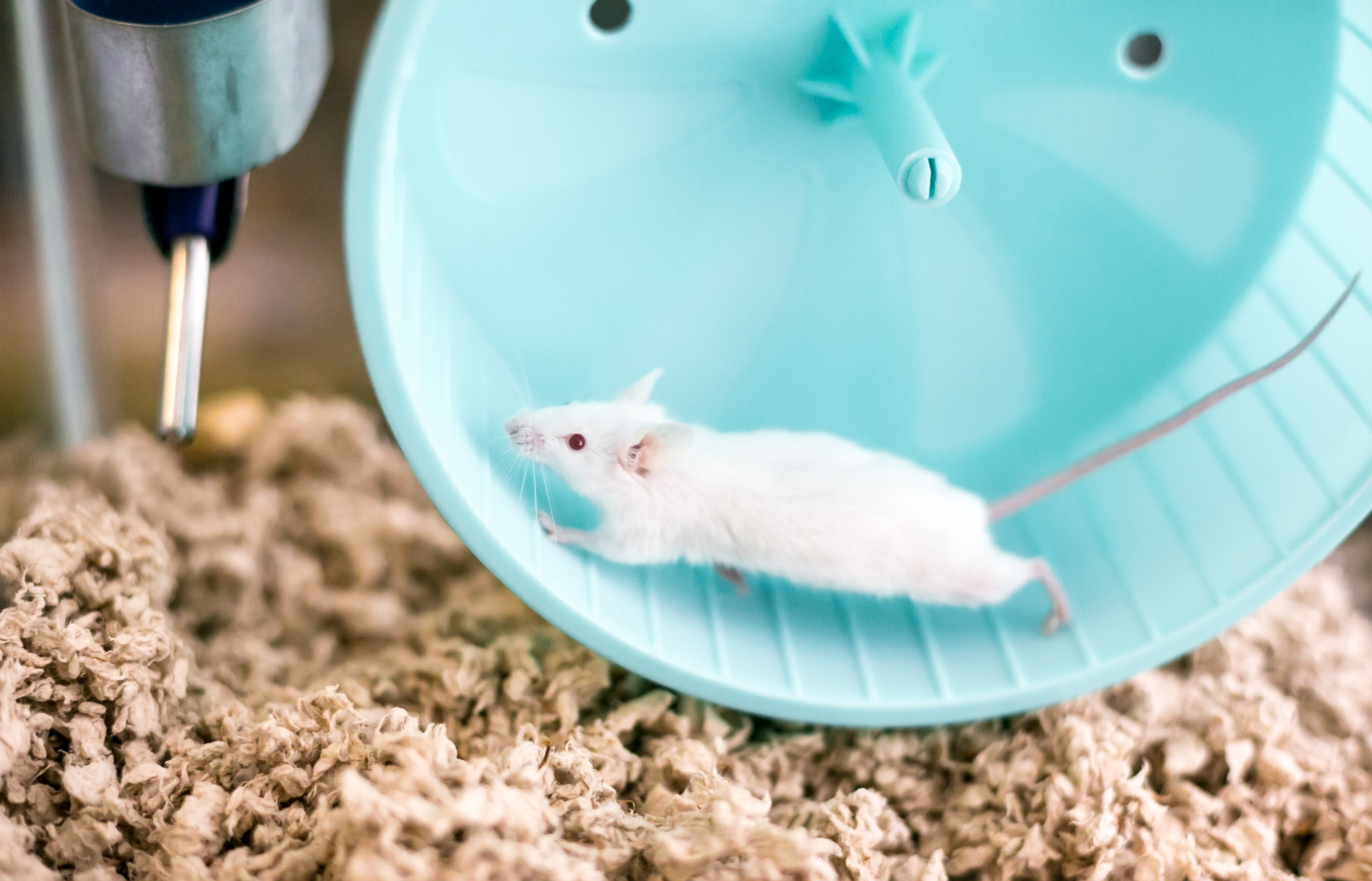 Blood from marathoner mice boosts brain function in their couch-potato counterparts