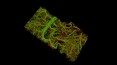 New technique created for imaging cells and tissues under the skin