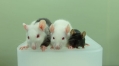 Rat-grown mouse pancreases help reverse diabetes in mice