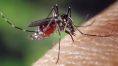 5 Questions: Taia Wang on why some develop severe dengue disease