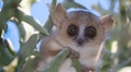 Mouse lemur could serve as ideal model for human disease