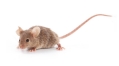 Social influences can override aggression in male mice
