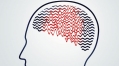 Specific set of nerve cells controls seizures’ spread through brain