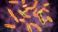Gut bacteria byproduct protects against Salmonella
