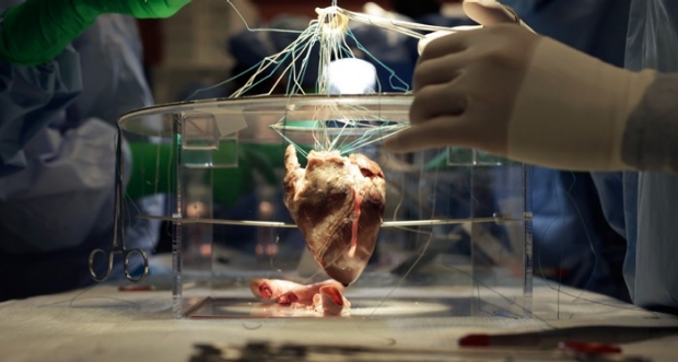 close up of pig heart in surgery lab
