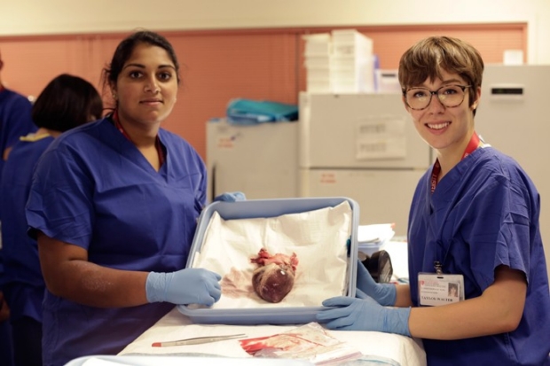 two students working on pig heart in surgery lab