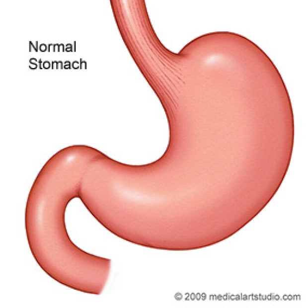 medical illustration of a normal stomach