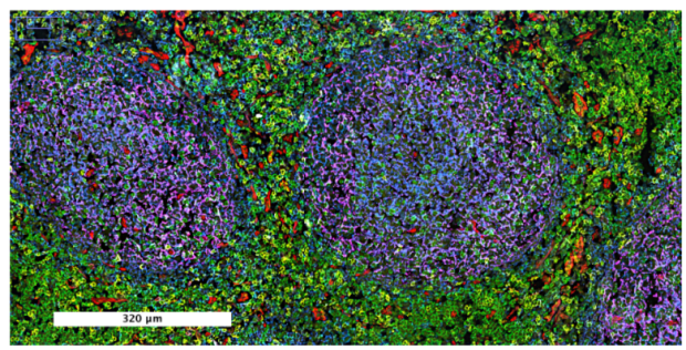 CODEX imaging of a human tonsil tissue with germinal centers showing B and T cell interaction.