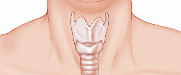 neck illustration