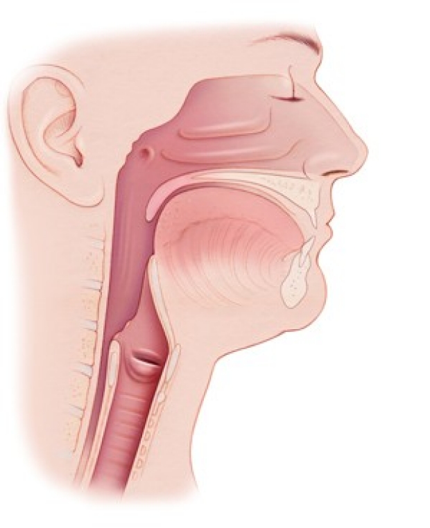 throat illustration