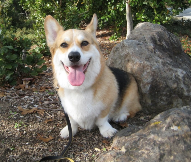 Corgi therapy dog smiling