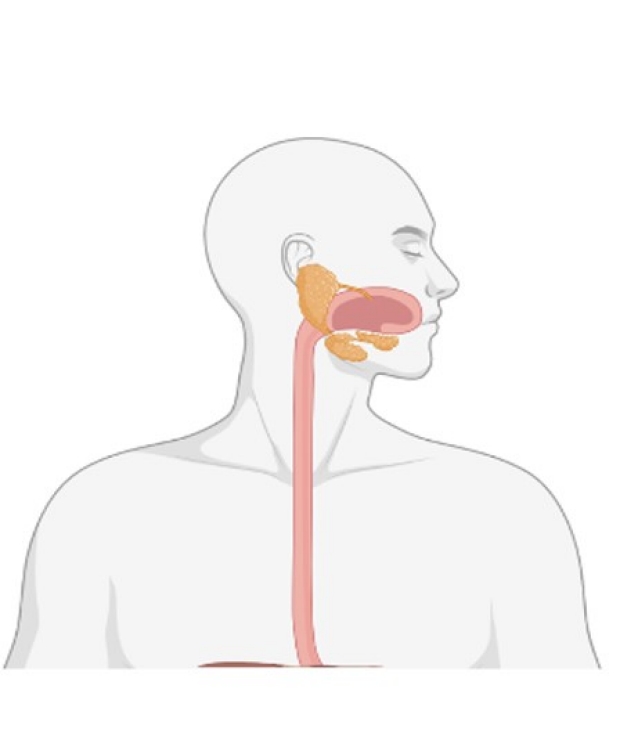 Photo illustration of an esophagus 