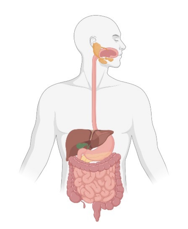 Photo illustration of digestive tract system