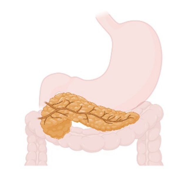 Photo illustration of a pancreas