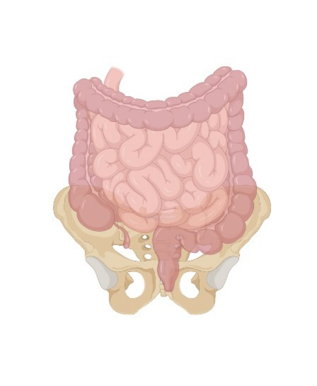 Photo illustration of the pelvic area and lower digestive system